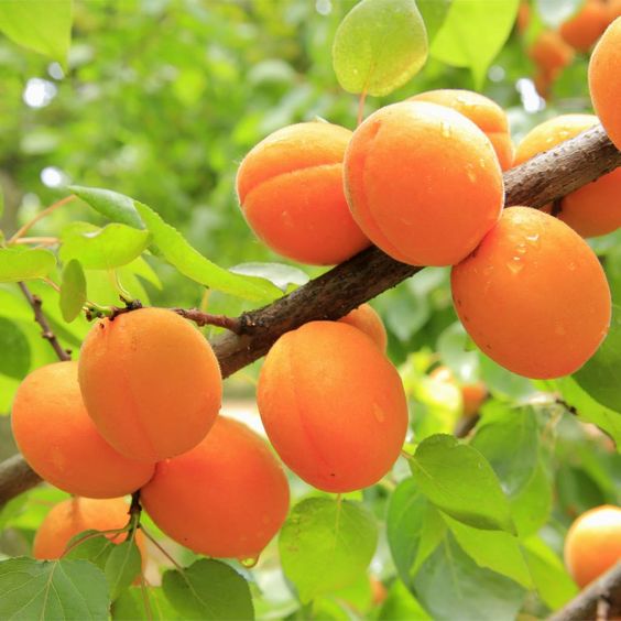 fresh apricot in the tree