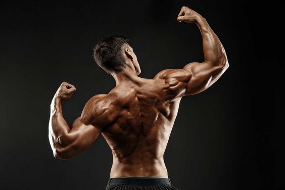 amino acid could be uses for body builder