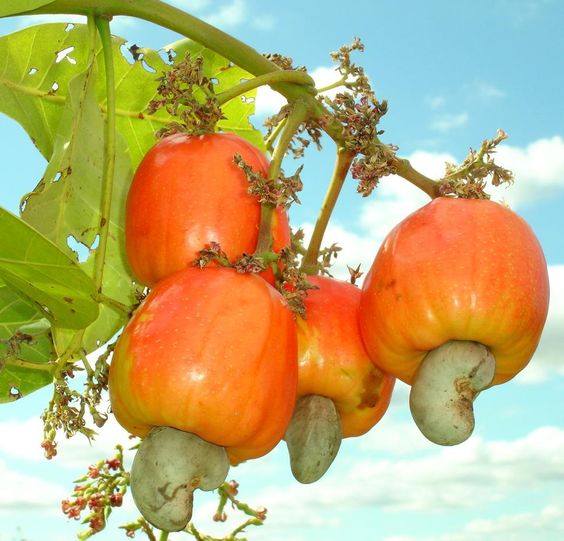 the group of cashew fruit