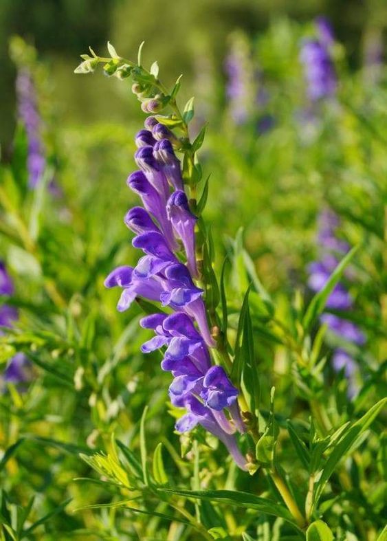 Chinese skullcap that have baicalein compound to serve as antibacterial agent