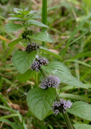 fresh corn mint to maintain your health