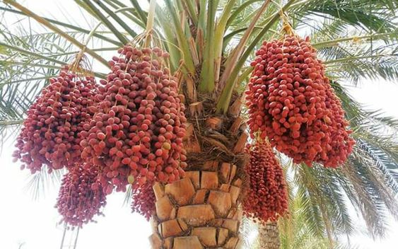 date palm tree with a cluster of date fruits
