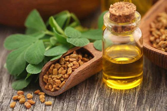 fenugreek oil to break down mucus in the lung