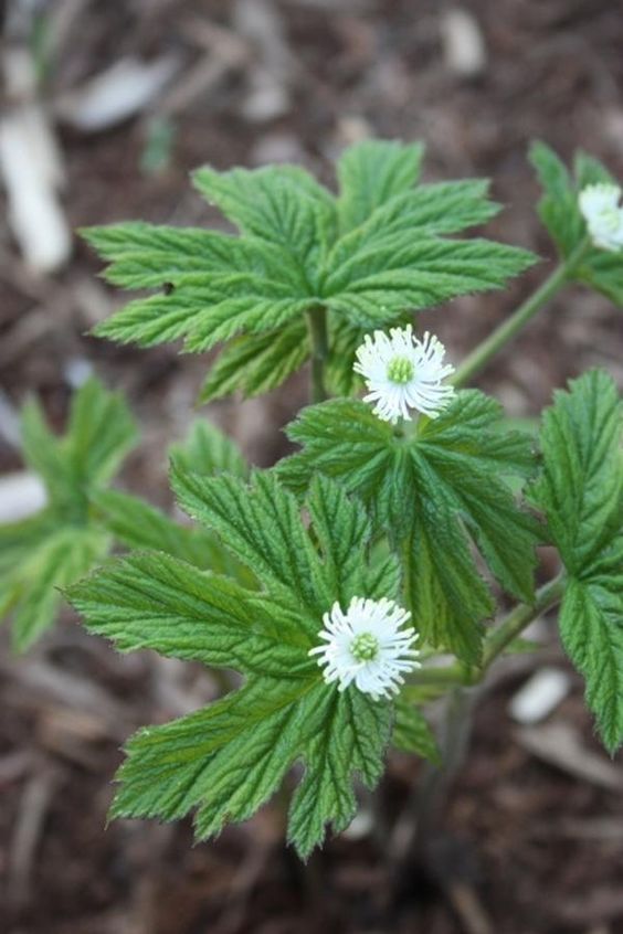 fresh goldenseal