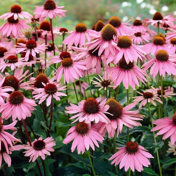 echinacea or known as purple coneflower that good to relieve pneumonia symptom