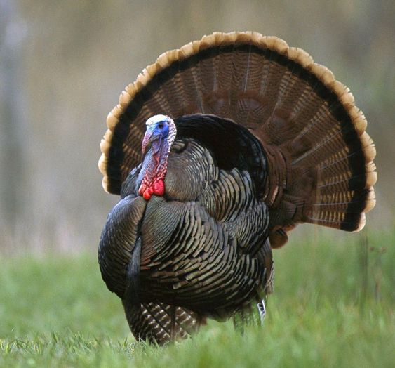 wild turkey with high tryptophan content