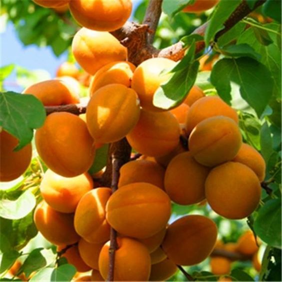 apricot have high nutritious to prevent osteoporosis
