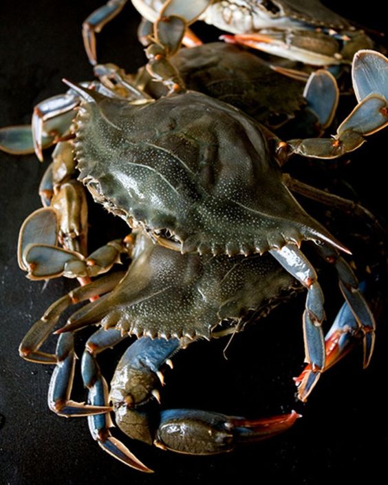 hard shell blue crab can be served as booster food for bodybuilder