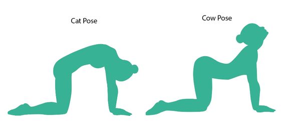 keep your good posture by doing cat and cow pose