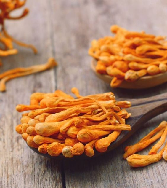 cordyceps mushroom can be an option for men to gain muscle mass and strength