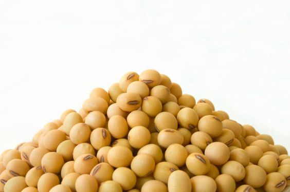 soybean is rich in vegetable protein to build up strength and stamina within the muscle