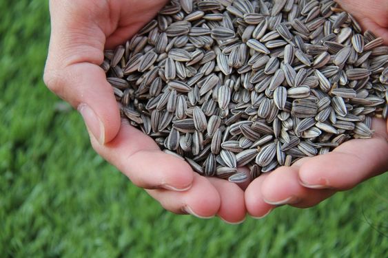 sunflower seeds have a good amount of magnesium to protect the bone against osteoporosis