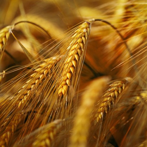 barley grain for pregnant women