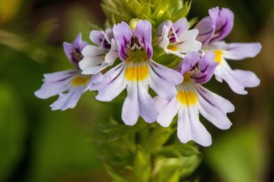 Euphrasia or eyebright for treating blepharitis