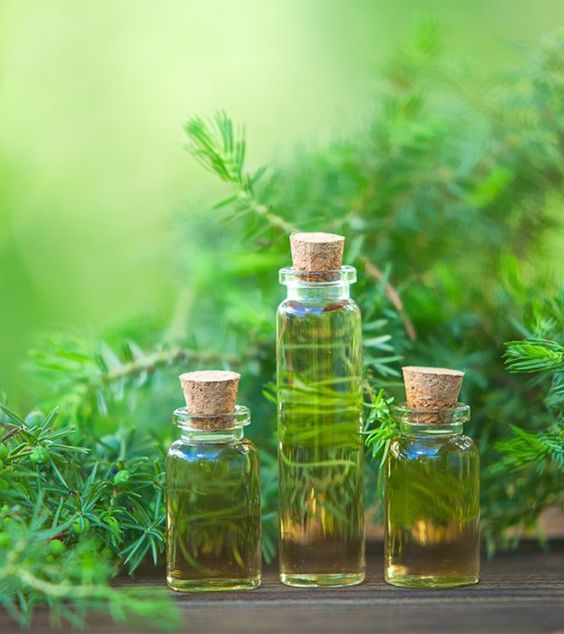 tea tree oil to cure blepharitis symptom