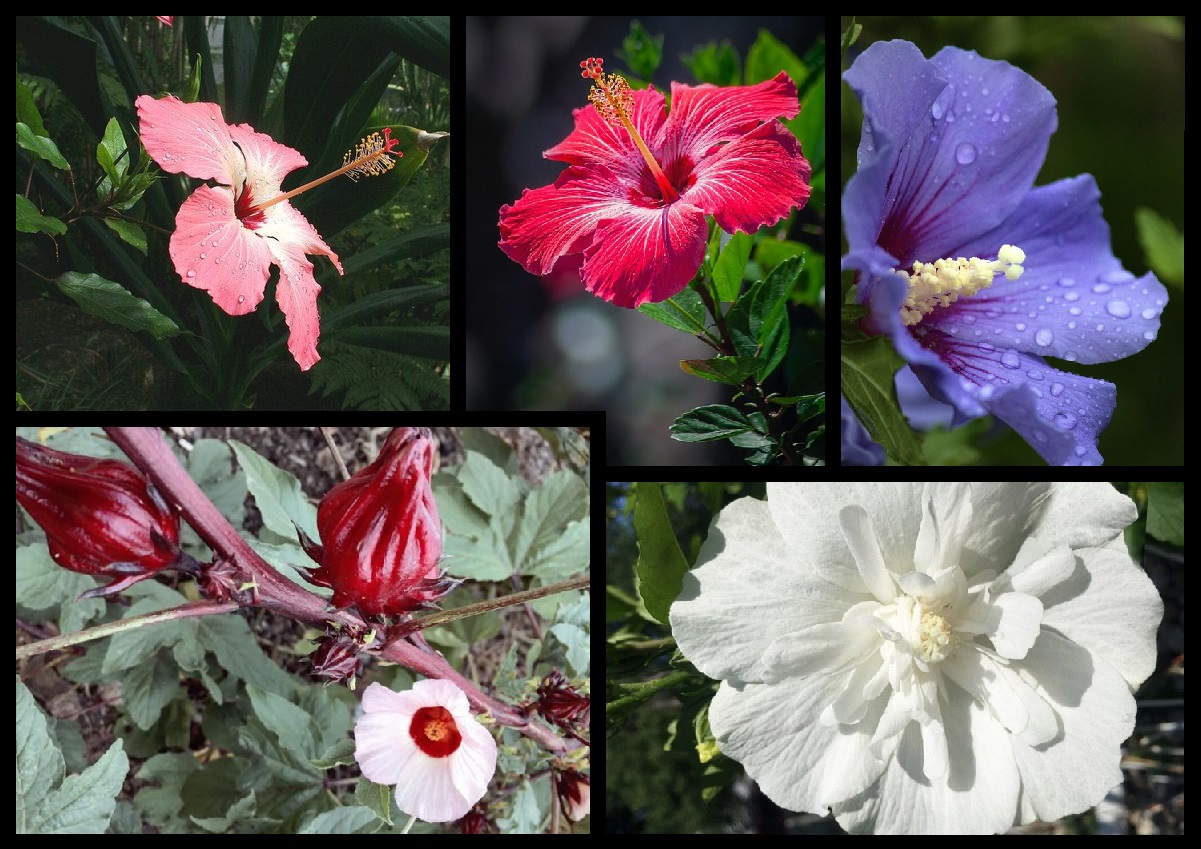 the type of hibiscus flower